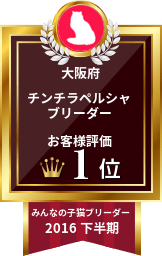 みんなのチンチラペルシャ子猫ブリーダー