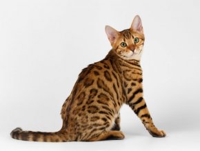 ベンガルの子猫を探す 専門ブリーダー直販の子猫販売 みんなの子猫ブリーダー