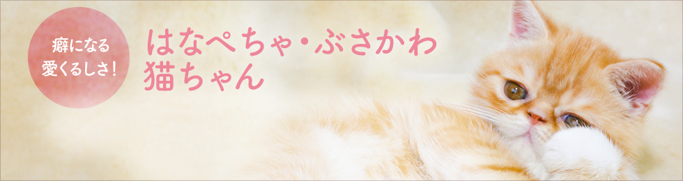 ぶさかわ 鼻ぺちゃな猫種を探す ブリーダー直販の子猫販売 みんなの子猫ブリーダー