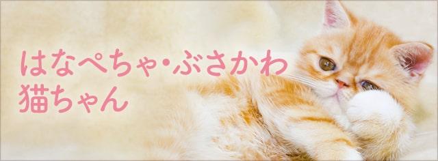 獣医師執筆 猫が吐く原因は 考えられる病気 危険な嘔吐の見分け方 みんなのペットライフ