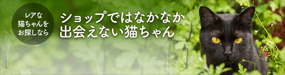 ショップでは出会えないレアな猫種を探す 専門ブリーダー直販の子猫販売 みんなの子猫ブリーダー