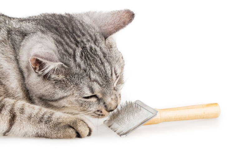猫の抜け毛の原因と対策 抜け毛が少ない猫種も紹介 みんなの子猫ブリーダー 猫の抜け毛の原因と対策 抜け毛が少ない猫種も紹介 みんなの子猫ブリーダー