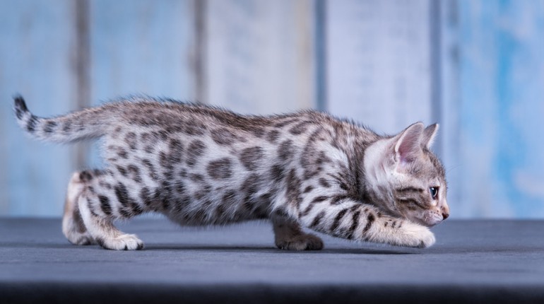 ベンガルの人気毛色ランキング 毛色の種類や模様の変化も解説 みんなの子猫ブリーダー ベンガルの人気毛色ランキング 毛色の種類や模様の変化も解説 みんなの子猫ブリーダー