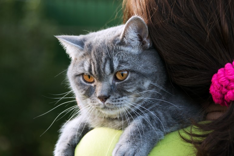 アメリカンショートヘアの人気毛色top7 毛色の種類と価格相場について みんなの子猫ブリーダー アメリカンショートヘアの人気毛色top7 毛色の種類と価格相場について みんなの子猫ブリーダー