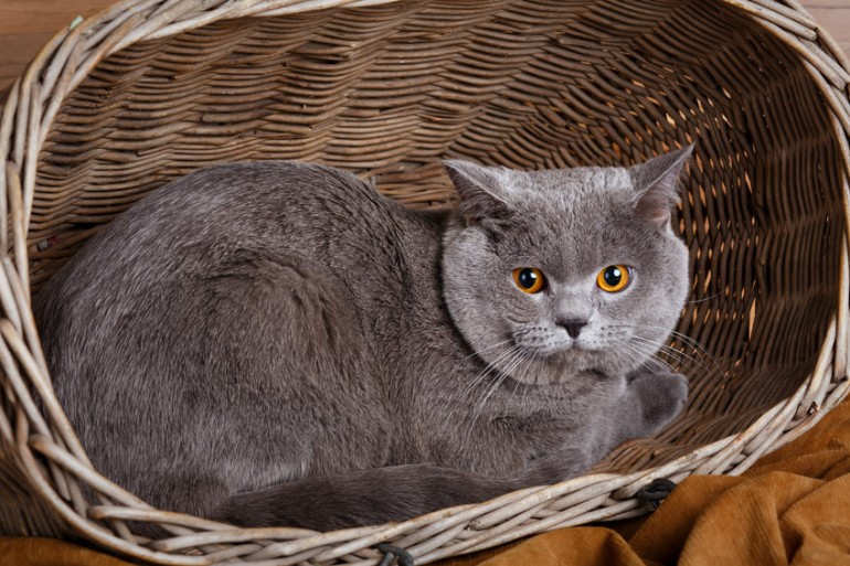ブリティッシュショートヘアはブルーだけじゃない 毛色の種類と価格相場 みんなの子猫ブリーダー ブリティッシュショートヘアはブルーだけじゃない 毛色の種類と価格相場 みんなの子猫ブリーダー