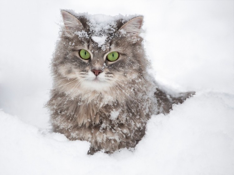 雪の中のサイベリアン