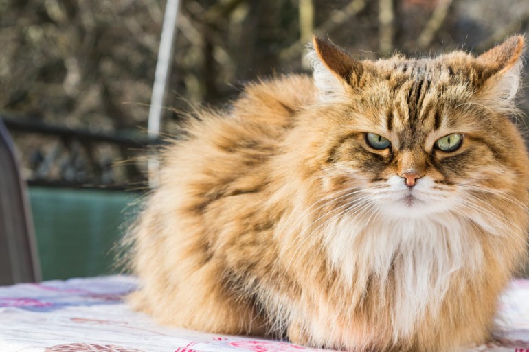 サイベリアンの人気毛色は それぞれの特徴や価格相場も解説します みんなの子猫ブリーダー サイベリアンの人気毛色は それぞれの特徴や価格相場も解説します みんなの子猫ブリーダー