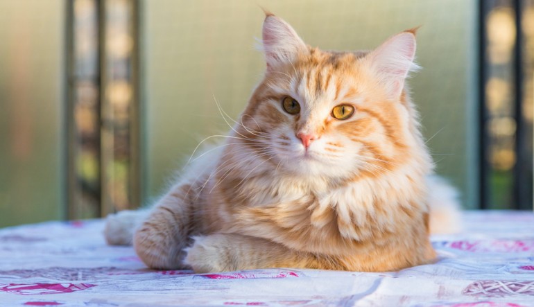 サイベリアンの人気毛色は それぞれの特徴や価格相場も解説します みんなの子猫ブリーダー サイベリアンの人気毛色は それぞれの特徴や価格相場も解説します みんなの子猫ブリーダー