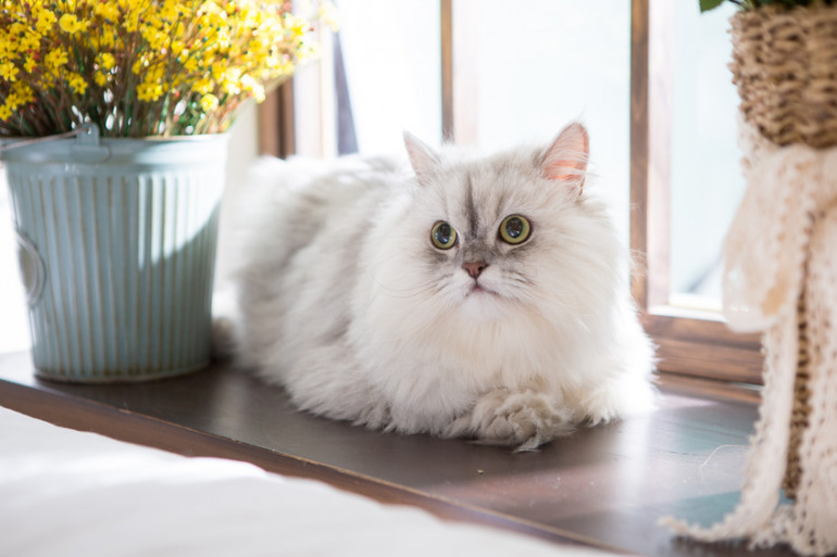 鳴かない猫種7選 猫が鳴く理由と対処法も紹介します みんなの子猫ブリーダー 鳴かない猫種7選 猫が鳴く理由と対処法も紹介します みんなの子猫ブリーダー