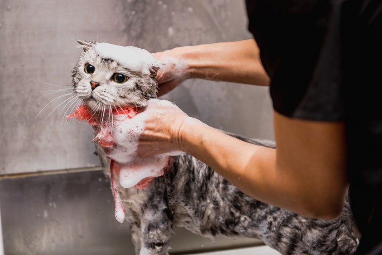 猫のシャンプー中