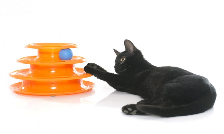 猫を飼うために必要な準備 揃えたいグッズ12選｜みんなの子猫ブリーダー