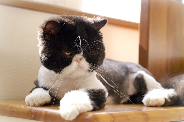 猫のサマーカットの注意点 メリットとデメリットを解説します みんなの子猫ブリーダー 猫のサマーカットの注意点 メリットとデメリットを解説します みんなの子猫ブリーダー