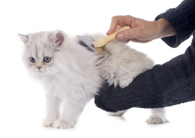 猫のサマーカットの注意点 メリットとデメリットを解説します みんなの子猫ブリーダー 猫のサマーカットの注意点 メリットとデメリットを解説します みんなの子猫ブリーダー