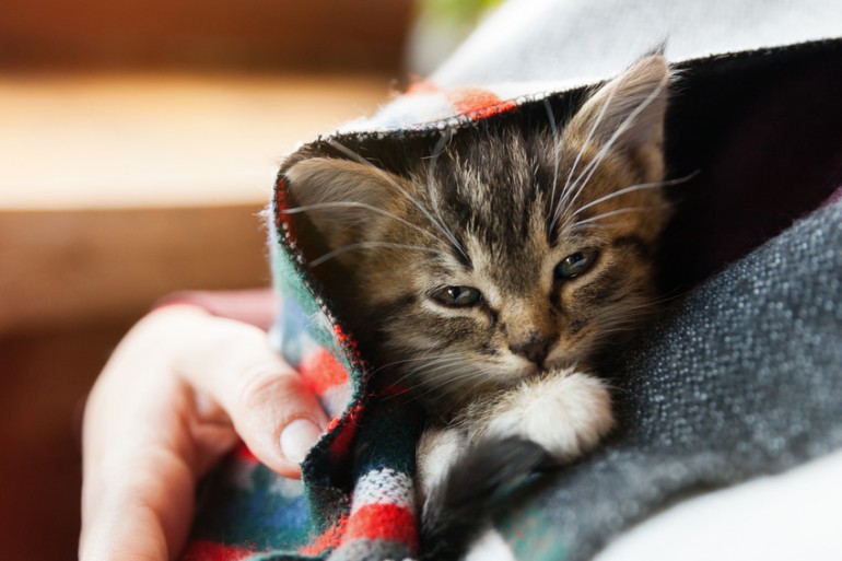 具合の悪そうな子猫