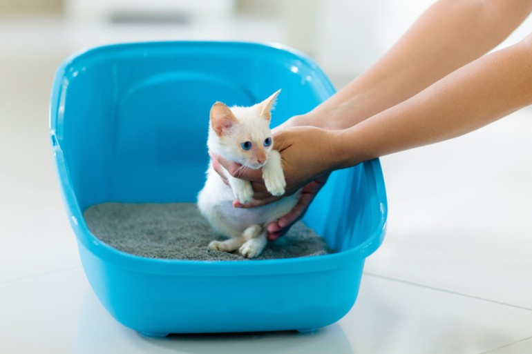 子猫をトイレに教えている