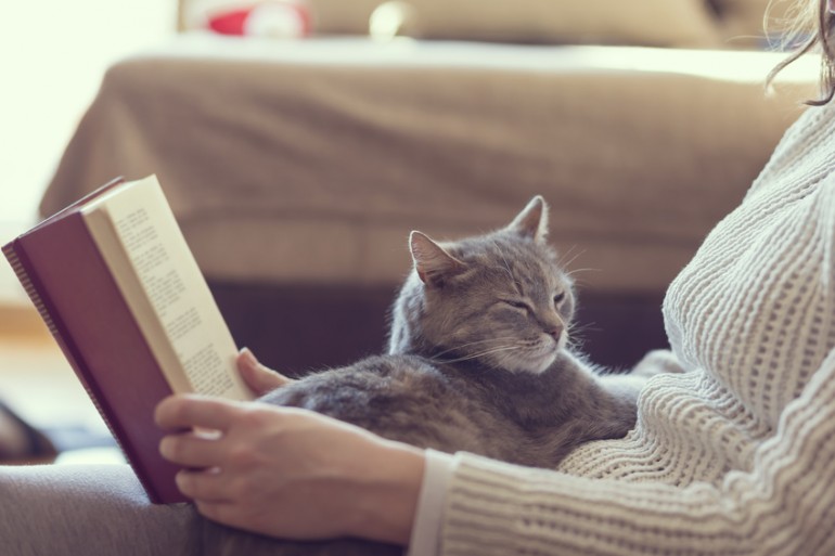 膝の上でくつろぐ猫