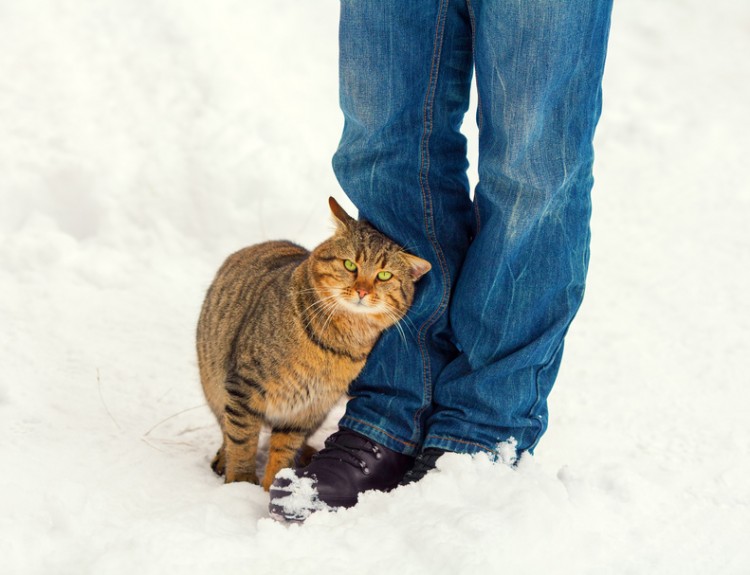 猫のマーキングってなに 粗相との違いや原因 対策法をご紹介します みんなの子猫ブリーダー