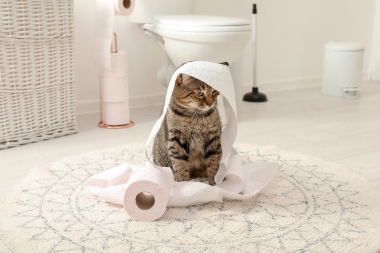 トイレットペーパーに絡まる猫