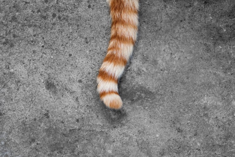 猫の尻尾