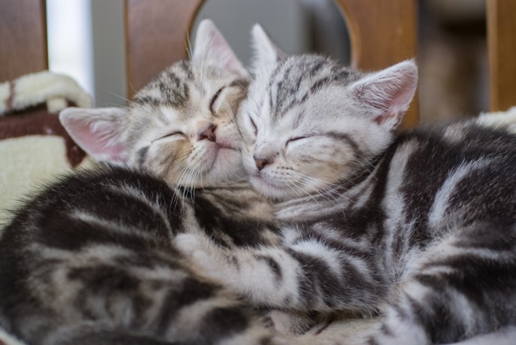 丈夫な猫が飼いたい 寿命が長い猫種や健康な子猫の見分け方を紹介 みんなの子猫ブリーダー