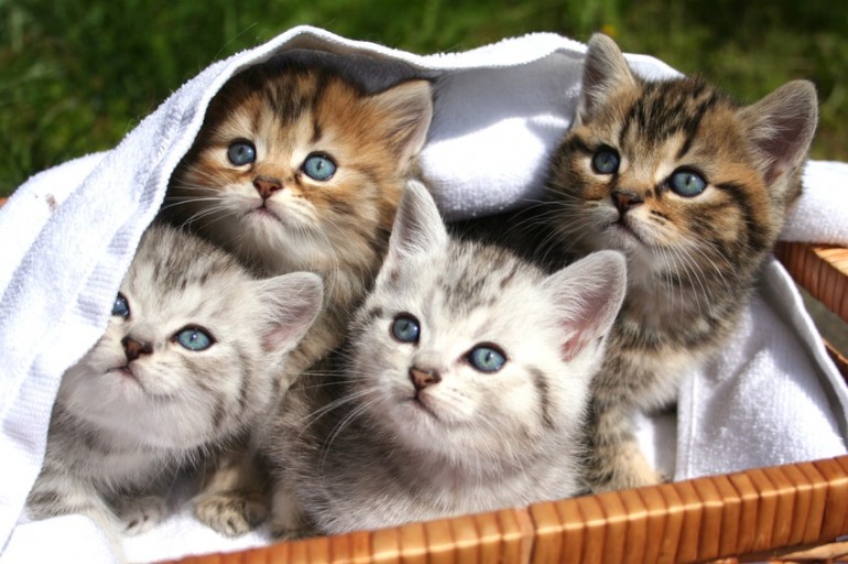 丈夫な猫が飼いたい 寿命が長い猫種や健康な子猫の見分け方を紹介 みんなの子猫ブリーダー 丈夫な猫が飼いたい 寿命が長い猫種や健康な子猫の見分け方を紹介 みんなの子猫ブリーダー