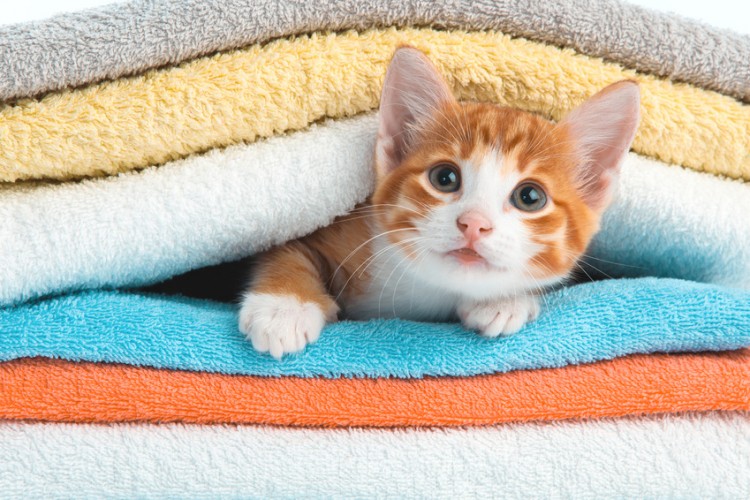 子猫が夜に活動的になるのはどうして 対策はあるの みんなの子猫ブリーダー