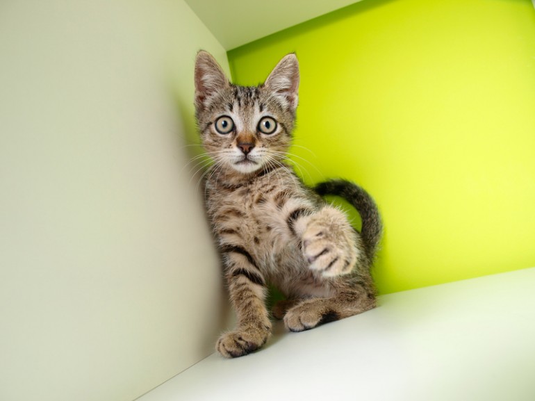 子猫が夜に活動的になるのはどうして 対策はあるの みんなの子猫ブリーダー