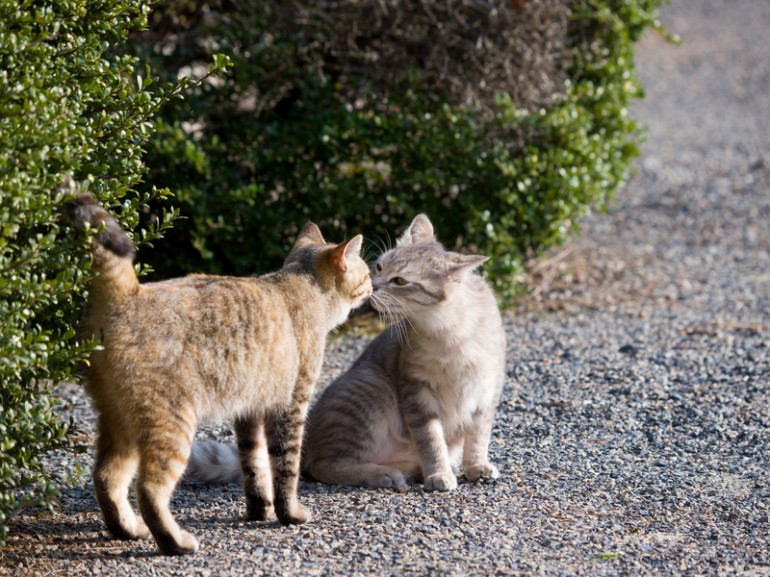 鼻を突き合わせる2匹の猫