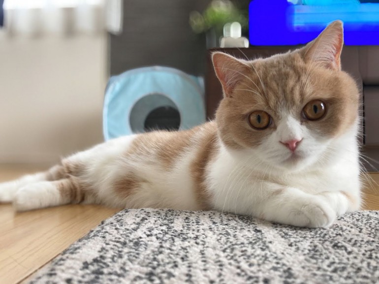 猫の性別 オスとメスどちらを選ぶ それぞれの特徴と見分け方 みんなの子猫ブリーダー