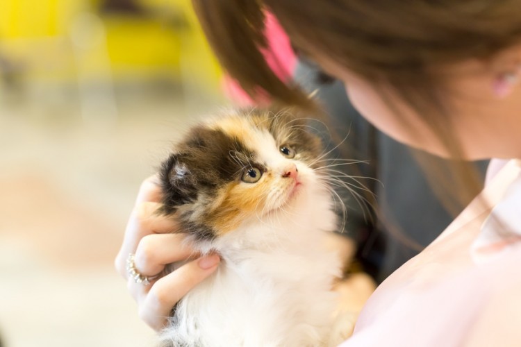 子猫　抱っこ