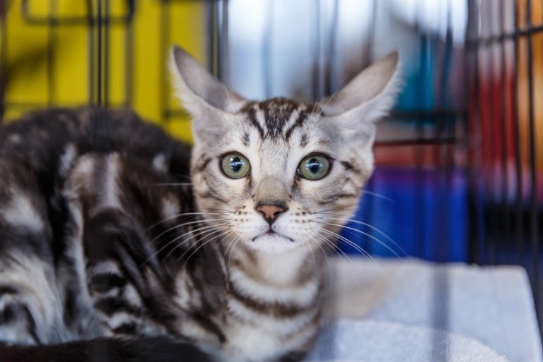 猫を迎える初日にすること お迎え当日の一日の流れを解説します みんなの子猫ブリーダー 猫を迎える初日にすること お迎え当日の一日の流れを解説します みんなの子猫ブリーダー