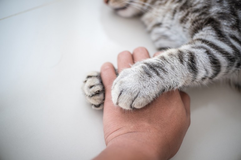 そこで爪とぎしないで 猫が壁や家具を傷だらけにしてしまう理由と対策 みんなの子猫ブリーダー