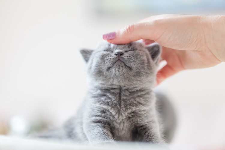 猫が喜ぶ撫で方で絆を深めよう 猫が撫でられたい場所 撫で方のポイントについてご紹介 みんなの子猫ブリーダー
