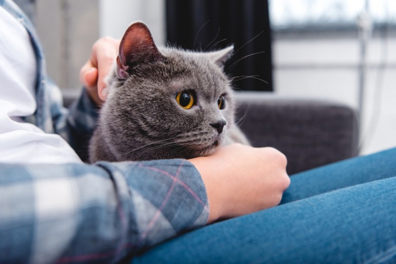 猫が喜ぶ撫で方で絆を深めよう 猫が撫でられたい場所 撫で方のポイントについてご紹介 みんなの子猫ブリーダー