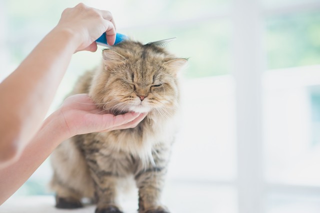 猫が喜ぶ撫で方で絆を深めよう 猫が撫でられたい場所 撫で方のポイントについてご紹介 みんなの子猫ブリーダー