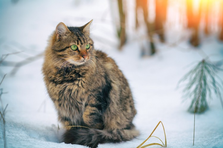 大型でがっしり体型の猫