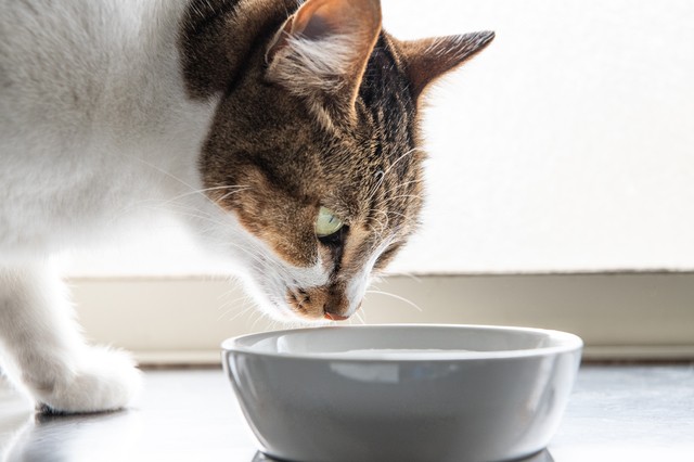 水を飲む猫