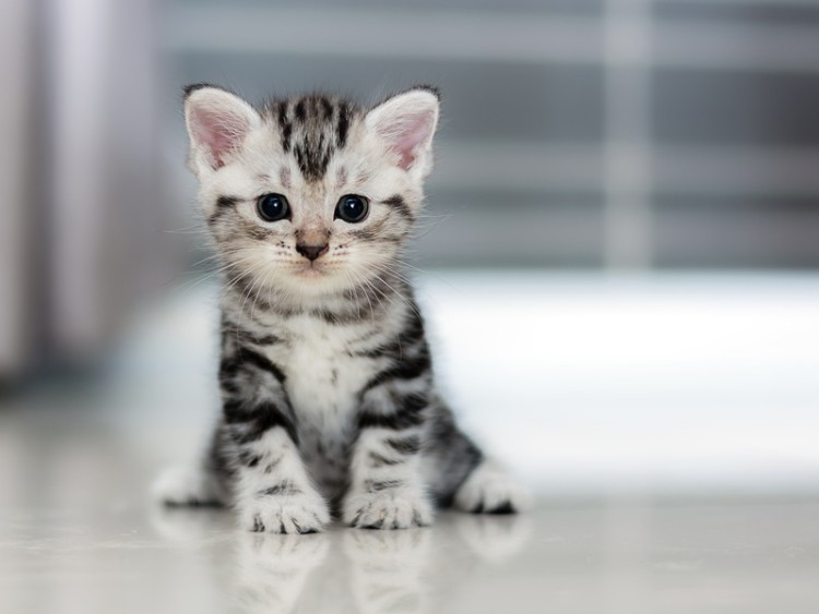 アメリカンショートヘア　子猫