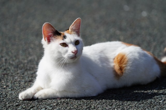 ♡三毛猫♡さん専用 オーダー頂きました、三毛猫のおヒゲをストックちゃん🌷 . お家