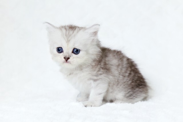 猫子猫　INUTERO黒赤XL ピンク狂気XL 2点まとめ hqdefault.jpg