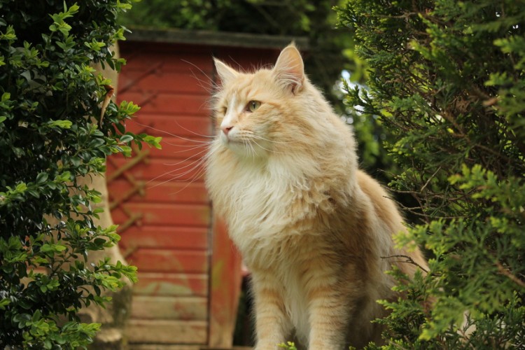 大型の猫を飼いたい！ 大型猫の種類や体重、飼うときの注意点をご紹介