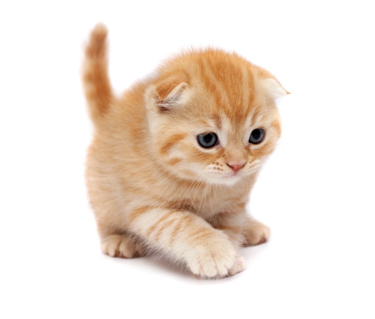 茶トラってどんな猫？ 茶トラの特徴やほかのトラ猫との違いについて ..., 画像サイズ:751x639