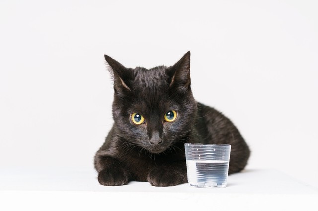 猫中毒 超猛毒！猫が食べたら死ぬモノ5選を獣医師が解説 - YouTube