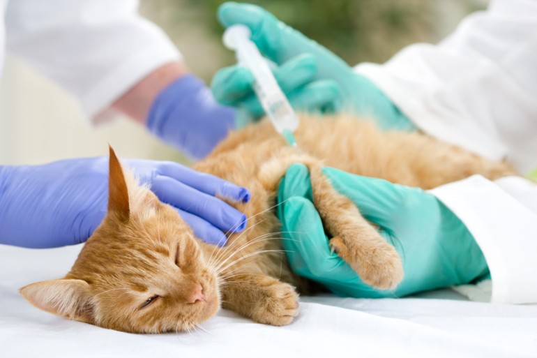 猫中毒 超猛毒！猫が食べたら死ぬモノ5選を獣医師が解説 - YouTube