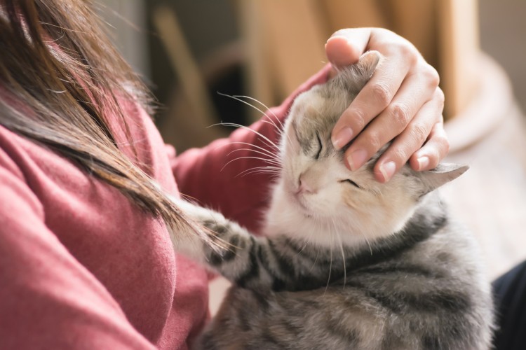 飼い主に抱っこされている猫