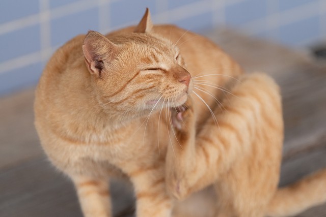 獣医師監修】猫のアレルギーとは？ 3大アレルギーの原因と診断
