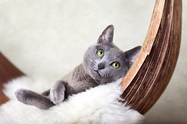 ロシアンブルーってどんな猫？ 性格や寿命、特徴について