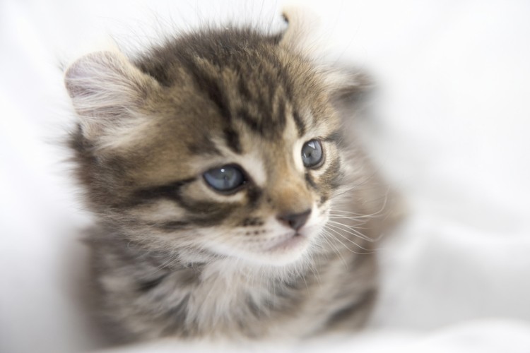 アメリカンカールの子猫