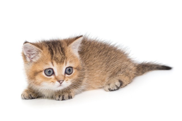 短足の猫種8選！ 足が短い猫の特徴や飼うときの注意点を解説｜みんなの