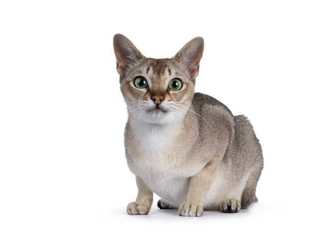 世界最小の猫種シンガプーラ